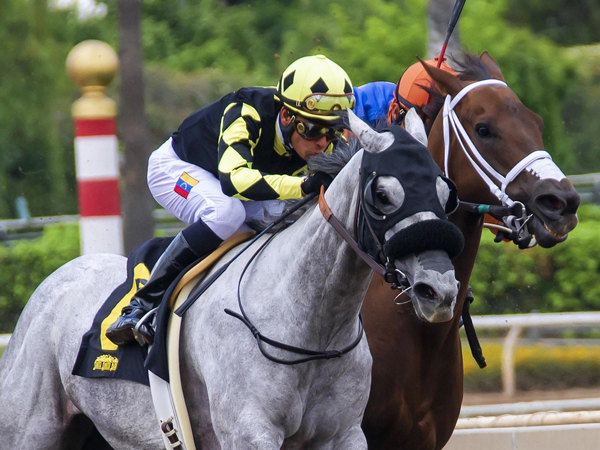 Two jockeys riding in a race - one on a grey horse, one on a brown