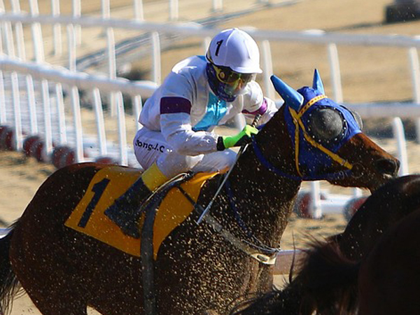 Jockey on a horse, during a race.