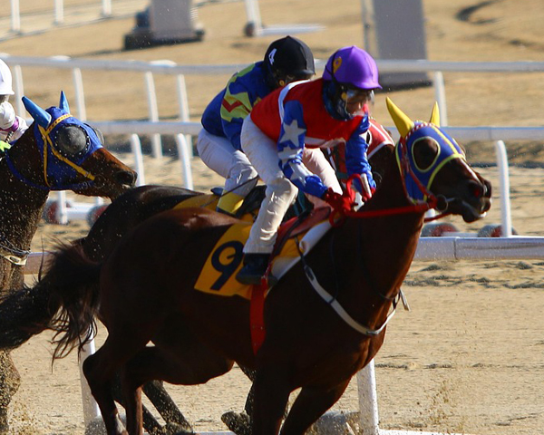 Three jockeys riding in a race.